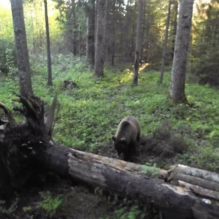 Kamp alanı Forest House Ormu Venevere (Laane-Virumaa)