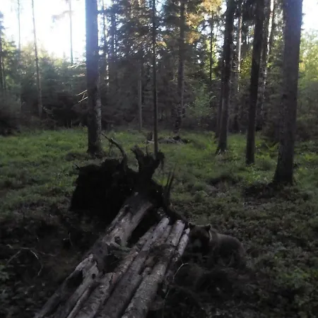 Forest House Ormu Kamp alanı